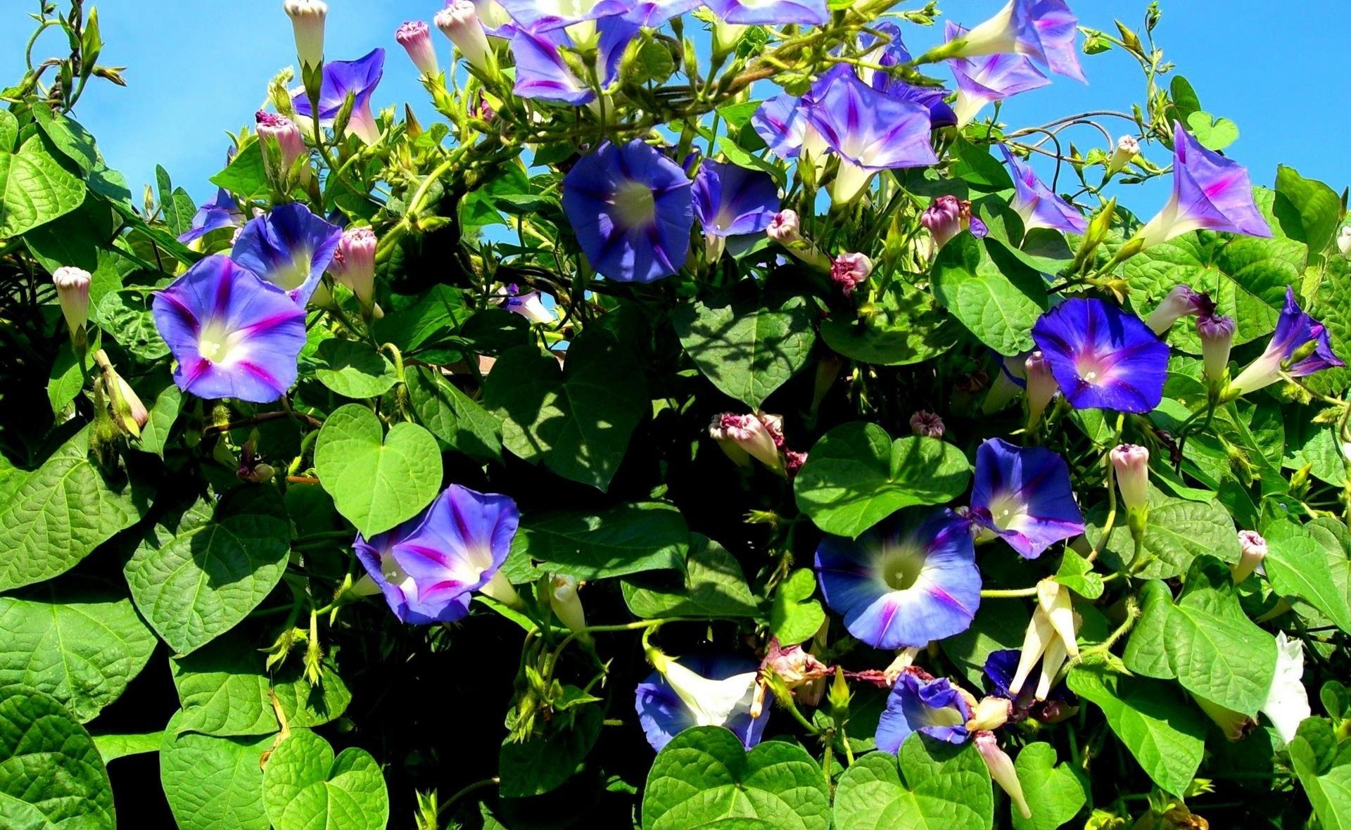 Вьюн Зеленый